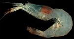 Crustaceans