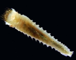 Polychaetes