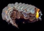Pegohyperia princeps
