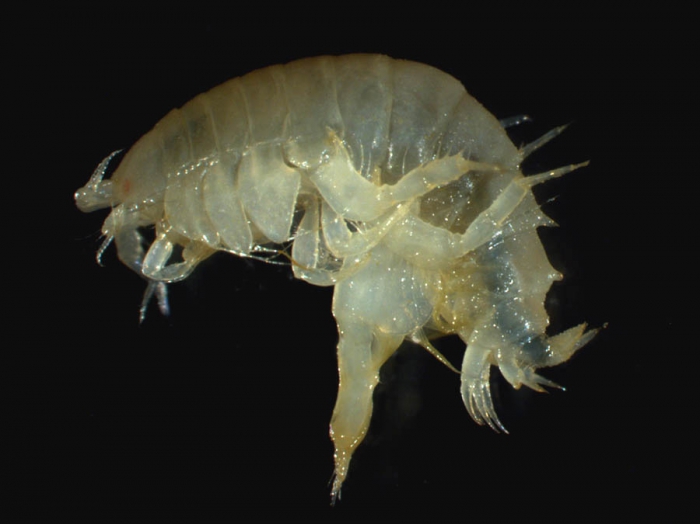 Priscillina armata Priscillina armata