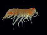 Amphipoda