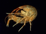 Amphipoda