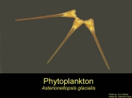 Asterionellopsis glacialis