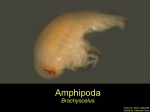 Brachycelus, author: Fisheries and Oceans Canada