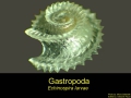 Caenogastropoda