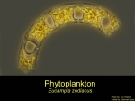 Diatoms