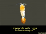 Paraeuchaeta elongata, author: Fisheries and Oceans Canada