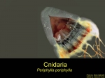 Cnidarians