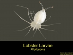 Phyllosoma (larval stage)
