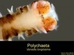 Polychaetes