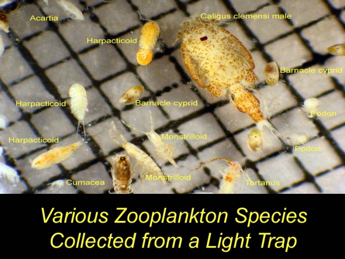 Various plankton
