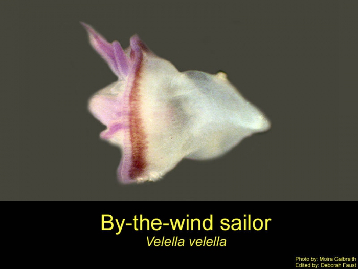 Velella Velella