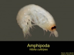Vibilia cultripes, author: Fisheries and Oceans Canada