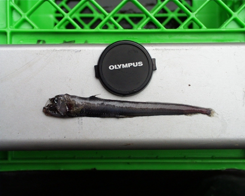 Viperfish pacific Viperfish pacific