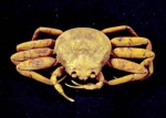 Crabs