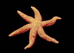 Sea stars