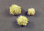 Sea urchins
