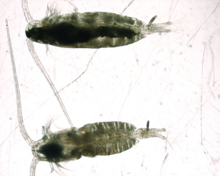 Calanus finmarchicus and Calanus hyperboreus, low mag, 2,25x Calanus finmarchicus and Calanus hyperboreus, low mag, 2,25x
