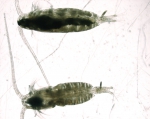 Copepoda