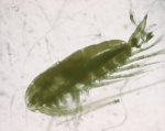 Calanus finmarchicus, female, 3,25x, author: Fisheries and Oceans Canada