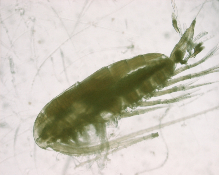 Calanus finmarchicus, female, 3,25x Calanus finmarchicus, female, 3,25x