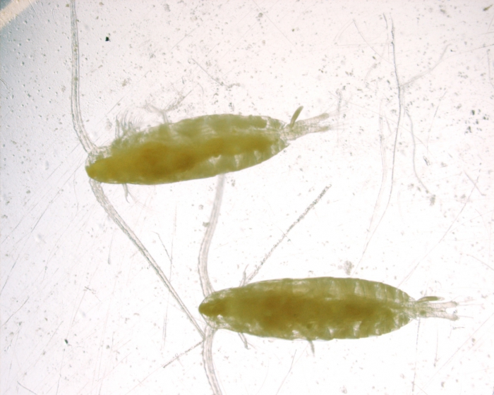 Cal hyper, 2 individuals, 1,75x Cal hyper, 2 individuals, 1,75x