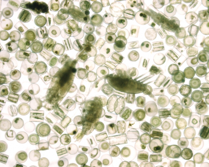 Coscinodiscus, medium magnification, 3,5x Coscinodiscus, medium magnification, 3,5x