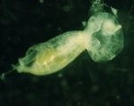 Jelly eating copepod, 4x