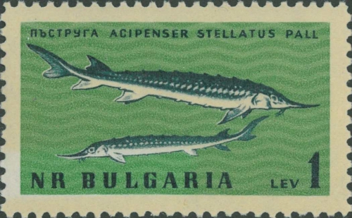 Acipenser stellatus Acipenser stellatus