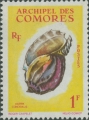 Harpa conoidalis, author: Collection VLIZ