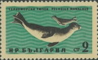 Monachus monachus, author: Collection VLIZ