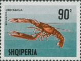 Nephrops norvegicus, author: Collection VLIZ