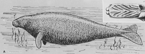 Hydrodamalis gigas, sketch and palate by J.F. Brandt Hydrodamalis gigas, sketch and palate by J.F. Brandt