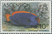 Centropyge resplendens, author: Collection VLIZ