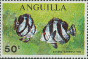 Chaetodon striatus, author: Collection VLIZ