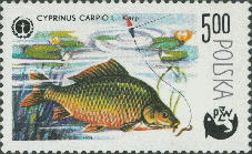 Cyprinus carpio