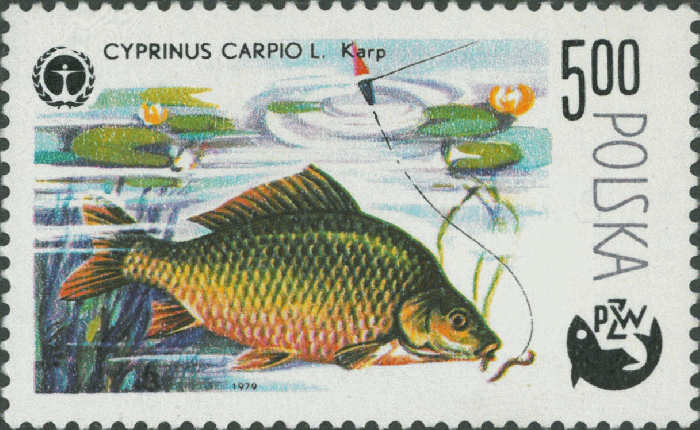 Cyprinus carpio