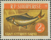 Cyprinus carpio