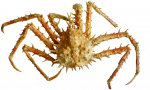 Lithodes maja - dried, author: Nozes, Claude