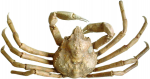 Crabs