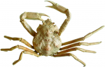 Crustaceans