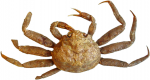 Crabs