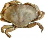 Crustaceans
