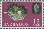 Tetraodontiformes