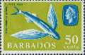 Beloniformes