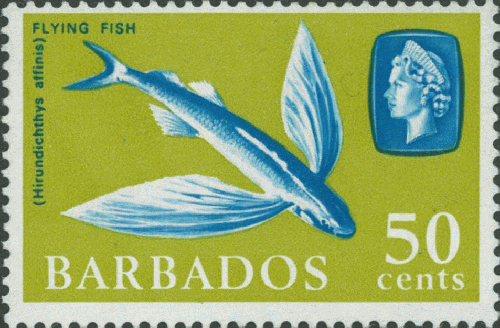 Hirundichthys affinis Hirundichthys affinis