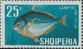 Lampriformes