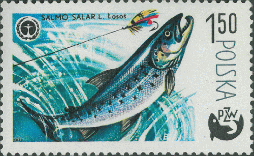 Salmo salar Salmo salar