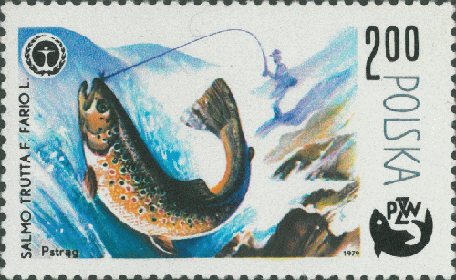 Salmo trutta Salmo trutta