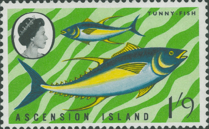 Thunnus sp.